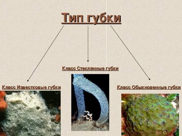 Презентация к уроку биологии , 7 класс Тип Губки