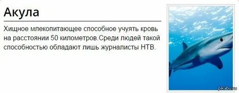 Акула чувствует