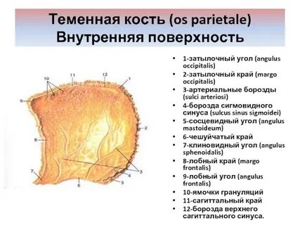 Борозда кости
