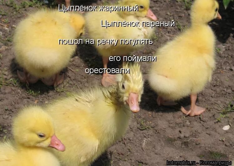 Цыпленок жареный цыпленок пареный цыпленок тоже хочет жить. Цыпленок паренный. Цыпленок жареный ноты. Цыпленок жареный цыпленок пареный цыпленок тоже хочет жить. Стишок цыпленок жареный цыпленок пареный.
