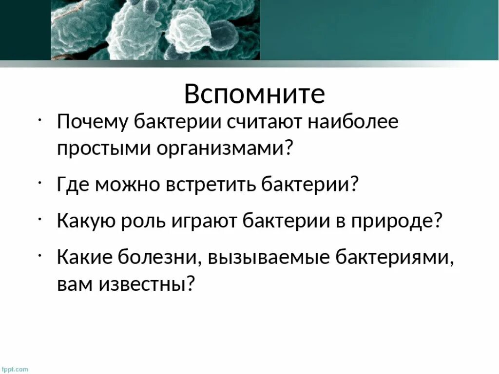 Почему бактерии считают древними и примитивными организмами. В чём считают микрооранизмы. Комменсализм микроорганизмов. Почему дробянок-самый простой организм. Почему бактерии считают