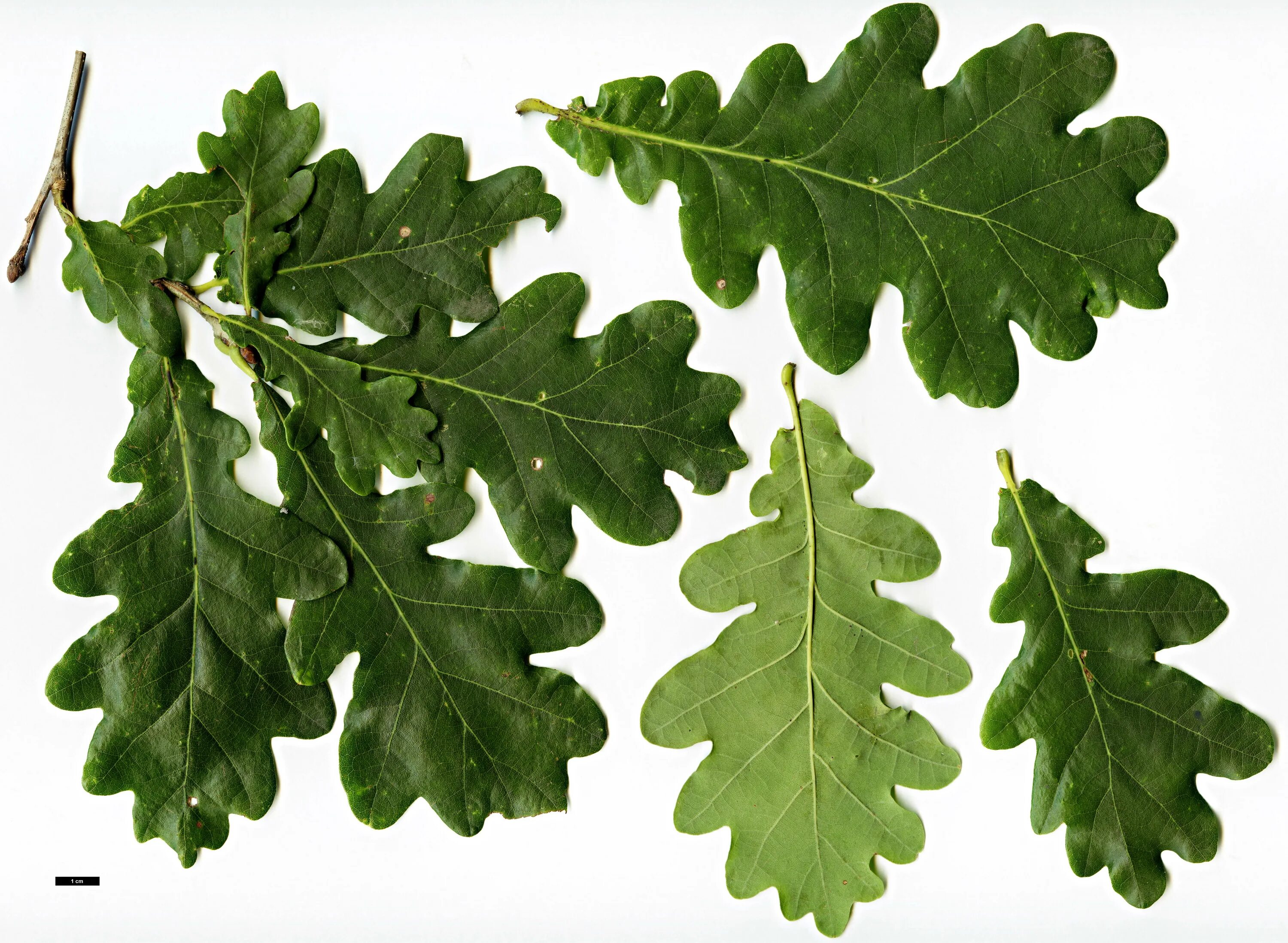 Дубовый лист предложение. Дуб черешчатый (quercus robur). дуб черешчатый лист. 2) дуб черешчатый – лат. quercus robur. дуб черешчатый вид листа.
