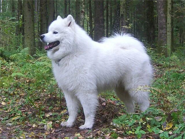 Усадьба есаула питомник. Песня белое чудо. Песня белое чудо. Белое чудо. Песня белое чудо.