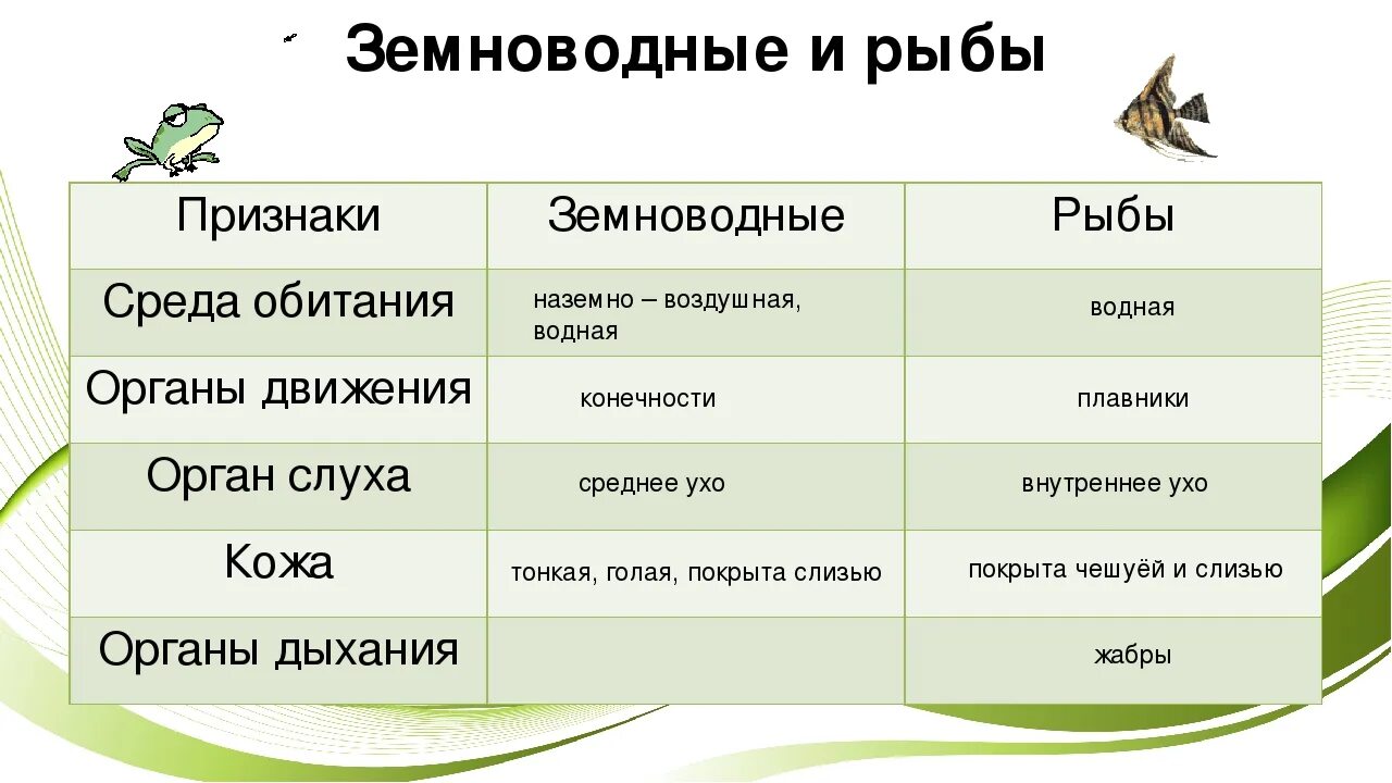 Признаки отличающие строение. Сходства и различия земноводных и рыб. Сходства рыб и земноводных. Сходства и различия земноводных. Отличие рыб от земново.