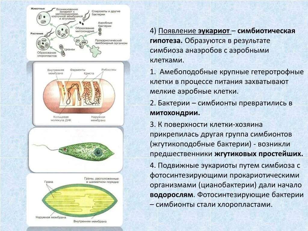 Гипотеза симбиотического происхождения эукариотических клеток. Симбиотическая гипотеза происхождения эукариотической клетки. Симбиотическая теория происхождения клеток. Гипотезы происхождения эукариотических клеток. Появление первых прокариотических клеток