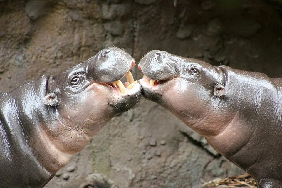 Гиппопотам и бегемот. Нильский бегемот. Гиппопотамус амфибиус. Гиппопотам гиппопотам. Бегемот бегемотиха и бегемотик.
