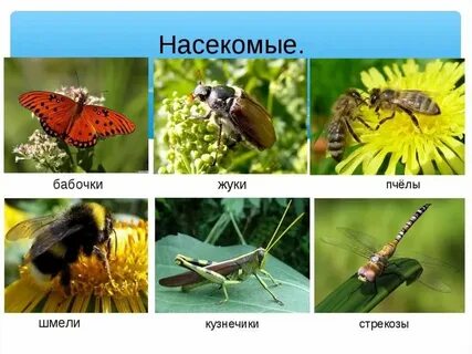 Примеры насекомых 2 класс окружающий мир