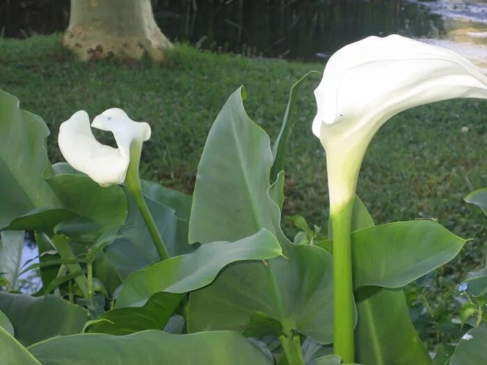 Stunning White Calla Lily Aethiopica Bulbs For Sale White Giant Calla lillies, C