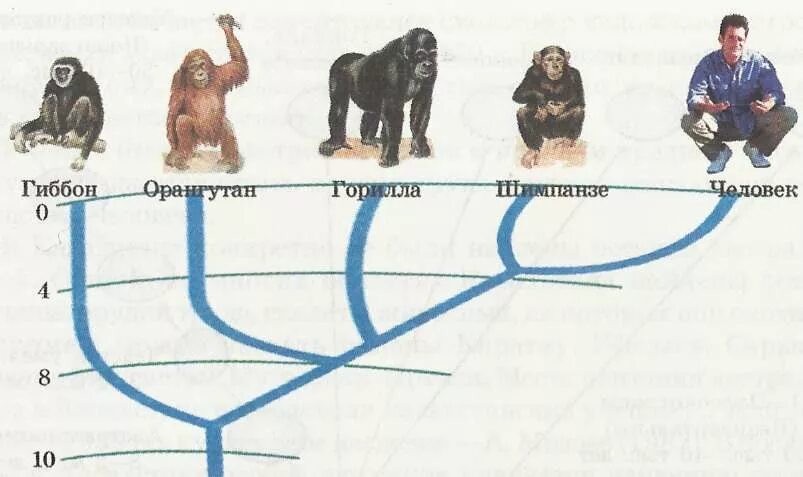 Общий предок человека и обезьяны. Предки человека и человекообразных обезьян. Общий предок гоминид, горилл и шимпанзе.. Эволюция приматов схема.