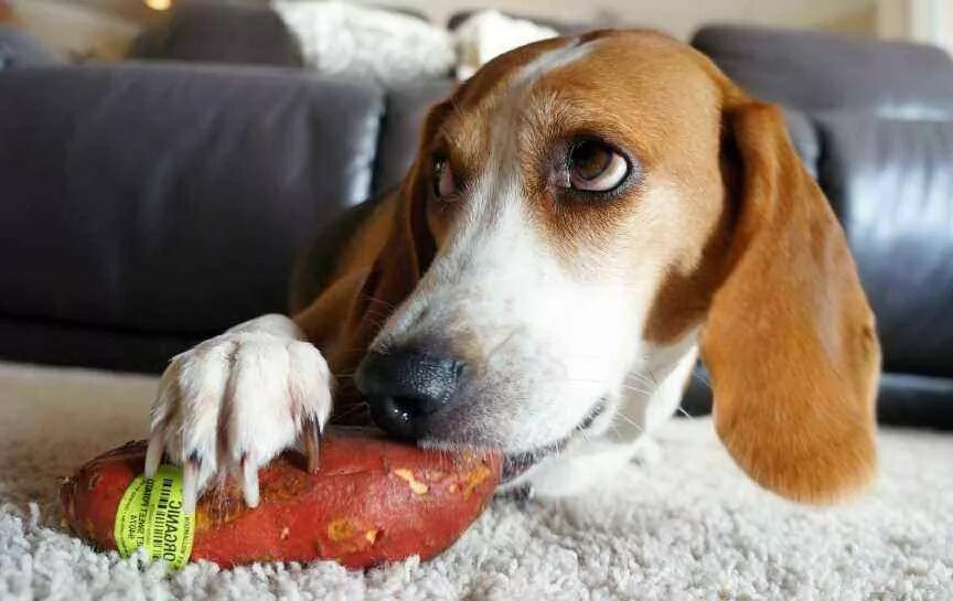 Potato dog. Потато дог. give sweets to the dog.