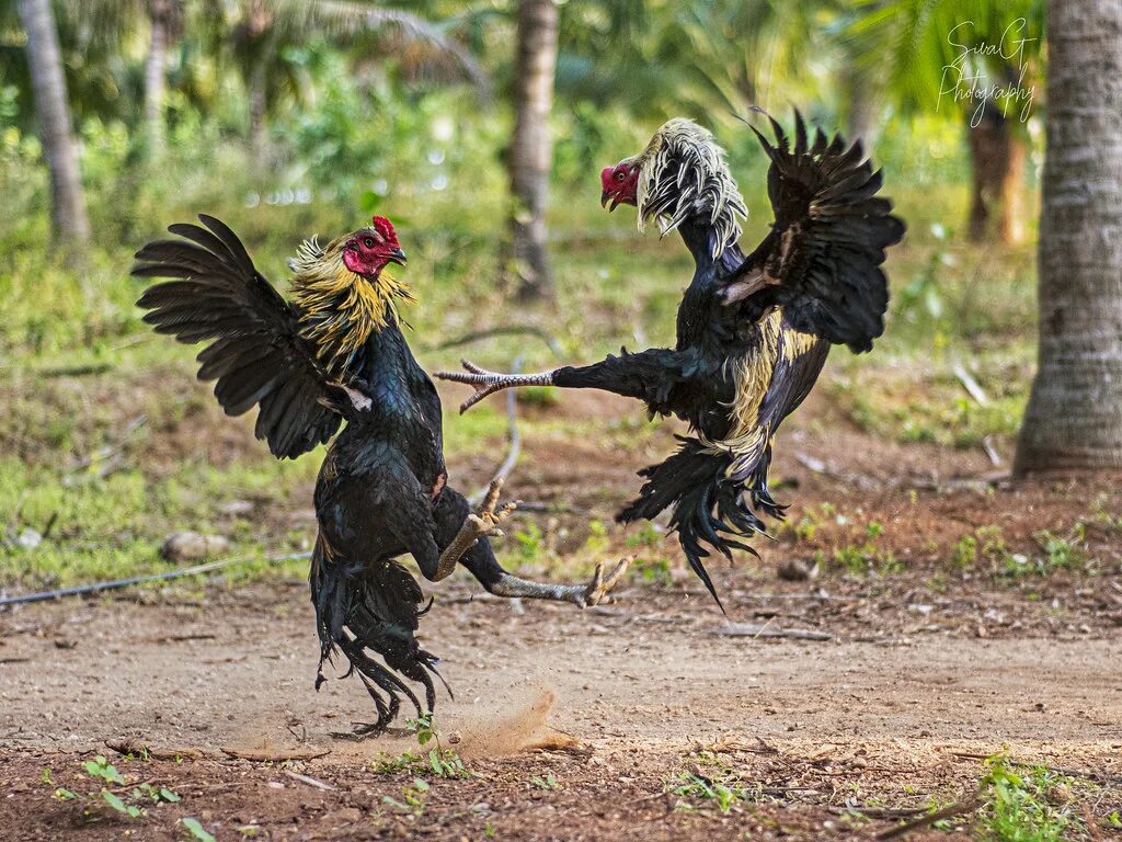 Cock файт. Live Thomo cock Fighting.