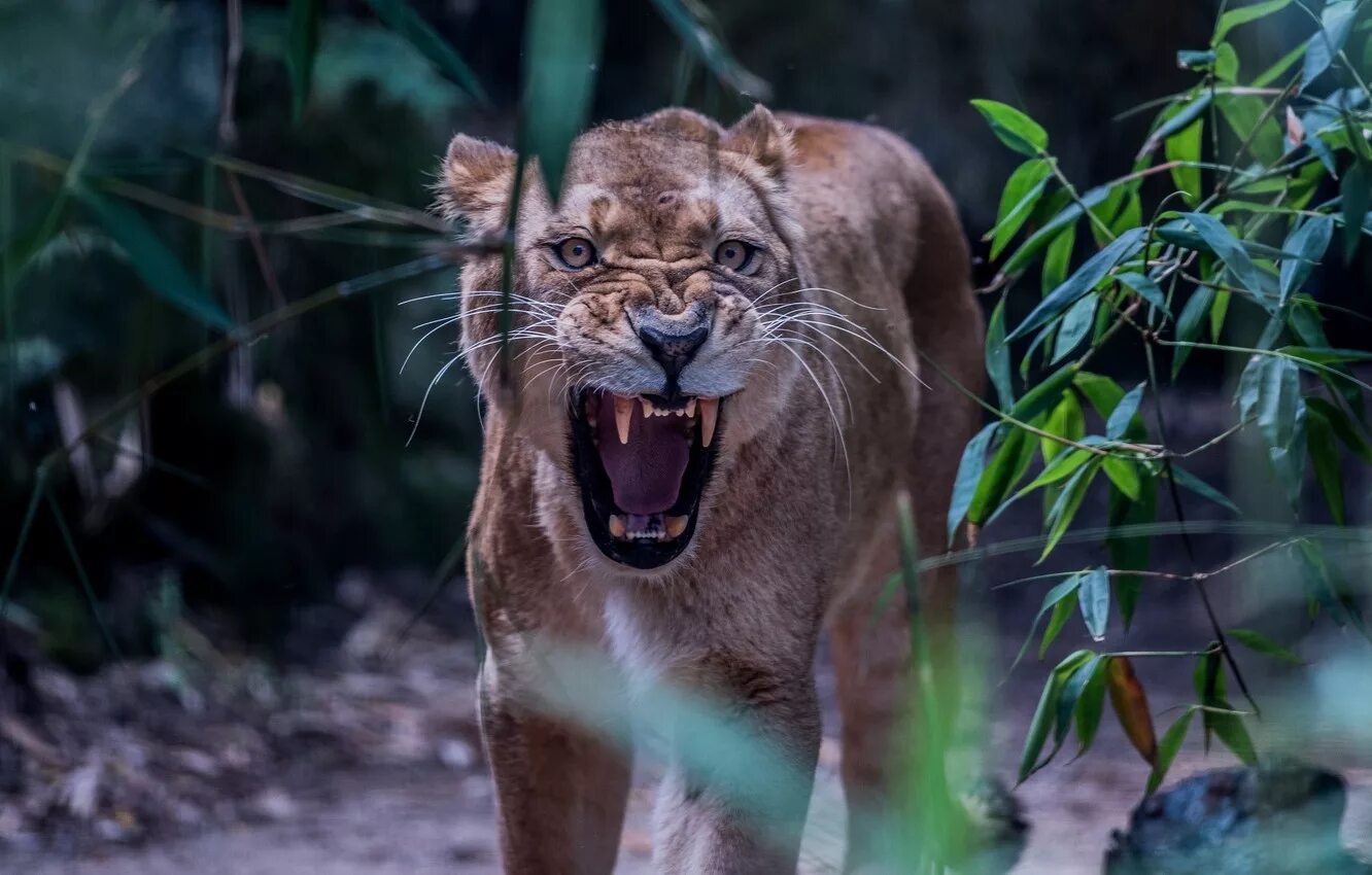 Пума ягуар пантера. Пантера yaguar. Фото диких животных. Хищники в природе. Хищники в природе.