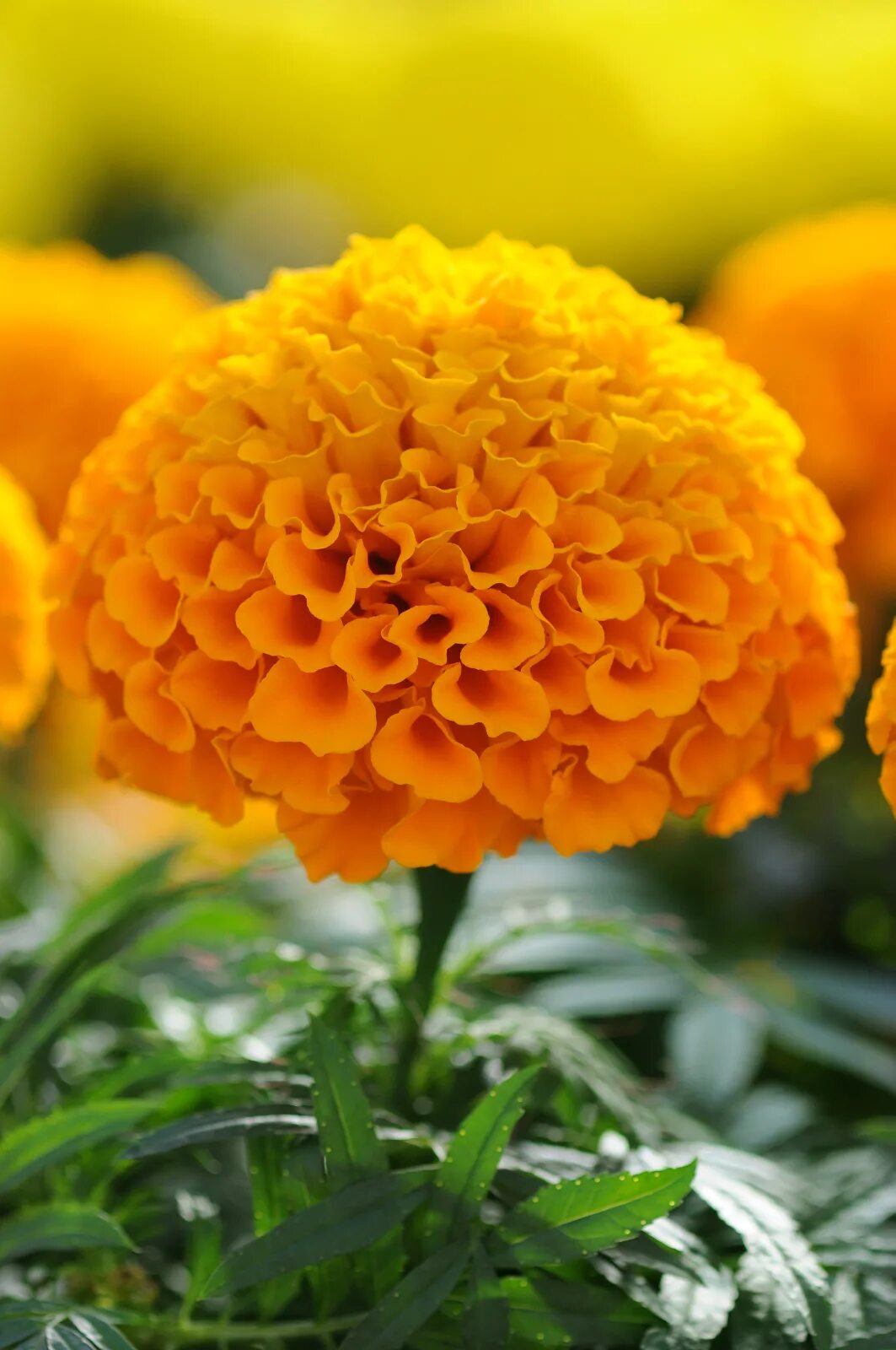 Бархатцы прямостоячие "марвел" еллоу. Бархатцы тайшан йеллоу. Бархатцы прямостоячие тайшан оранж. Бархатцы прямостоячие антигуа микс. Бархатцы тайшан оранж.