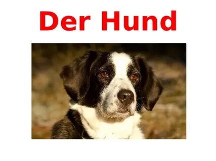 Der hund