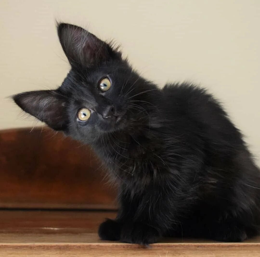Черная ангора. Турецкая ангора черная. Турецкая ангора кошка черная. Турецкий ангорский кот черный. Ангорский котенок черный.