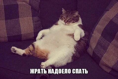 Теперь они хотят сидеть