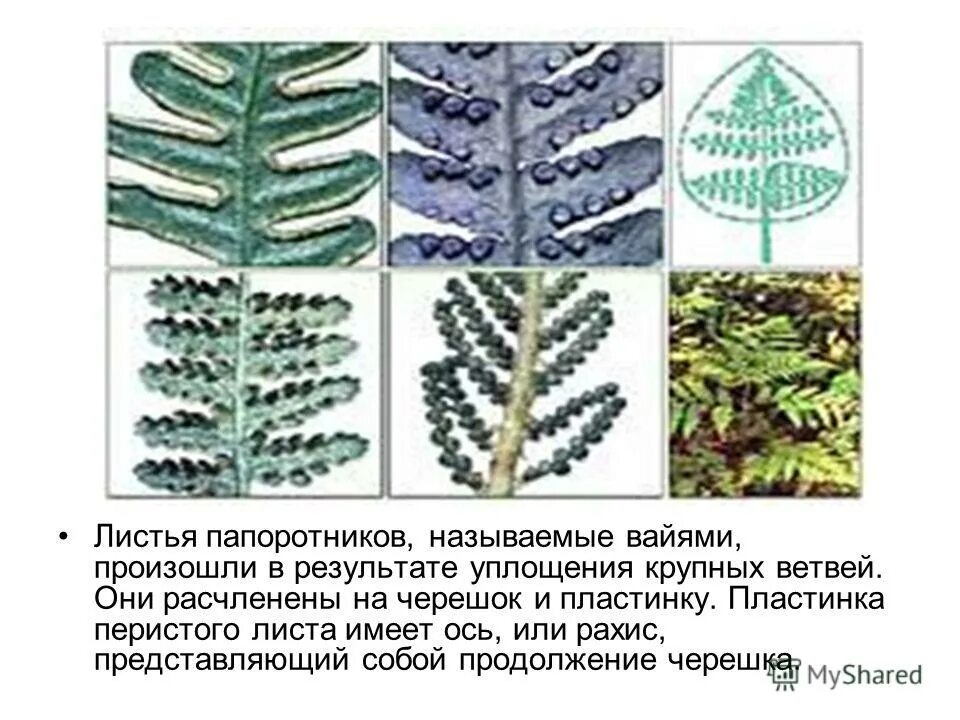 Папоротник вблизи. Строение вайи папоротника. Лист папоротника называется. Папоротник щитовник. Лист папоротника называется.
