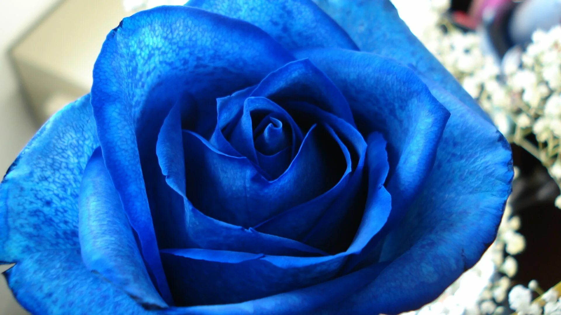 Синий раз. Синяя роза. Синий цвет. Синие розы фон. Красивые голубые розы.