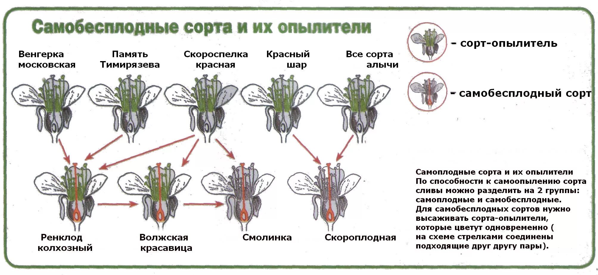 Самобесплодный сорт это. Жимолость опыление сорта таблица. жимолость опыление сорта. таблица перекрестного опыления яблони.