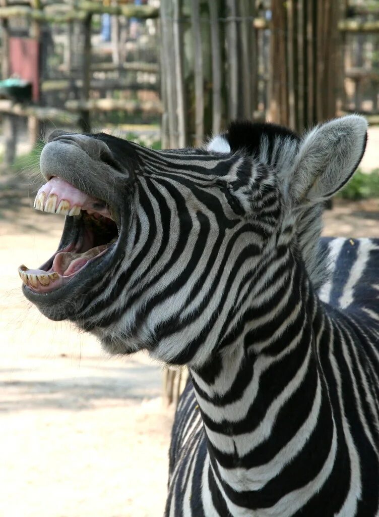 Животное ржет. Животное ржет. Улыбки животных смешные. Животное ржет. Ишак, ишак, ишак.