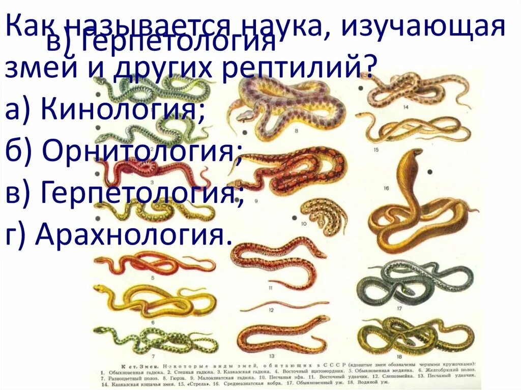 Герпетология. Наземные позвоночные животные. Представители герпетофауны. Что изучает герпетология. Названия наук в зоологии.