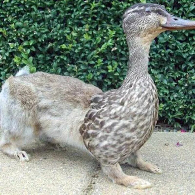 утка скрещенная. утка скрещенная. гага гуси жили у бабуси. гусь-утка гибрид. важный гусь.