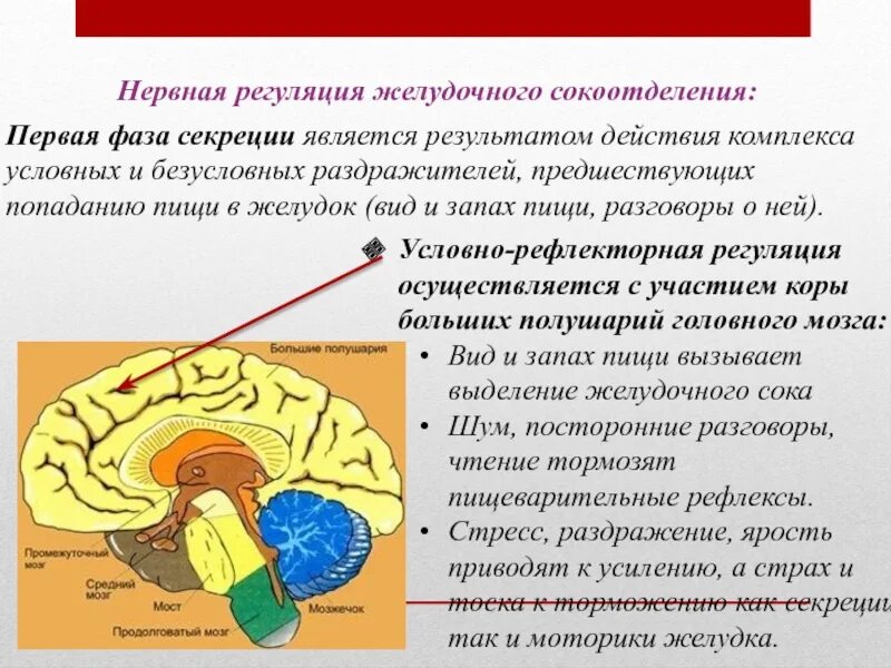 Нервная регуляция желудка. Регуляция сокоотделения. Нервная регуляция желудочного сокоотделения. Регуляция чувства голода и насыщения.