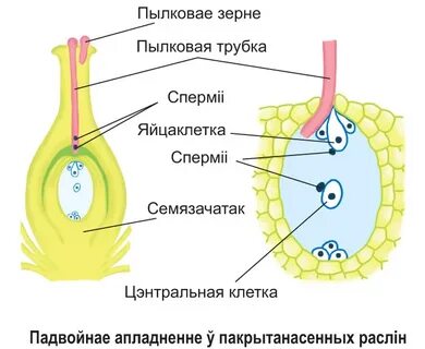У них в семязачатках оплодотворяются только яйцеклетки