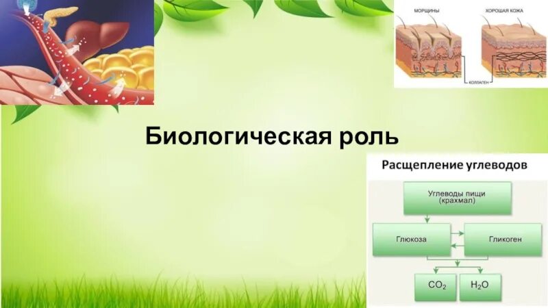 Витамин в7 биологическая роль. Витамин в4 биологическая роль. Биологическая роль si. Биологическая роль po4. Биологическая роль светлой кожи евразийцев