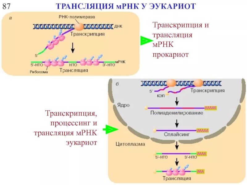 Схема транскрипции и трансляции прокариот. Процессы транскрипции и трансляции у прокариот и эукариот. Транскрипция и трансляция у эукариот. Процесс транскрипции происходит у эукариот.