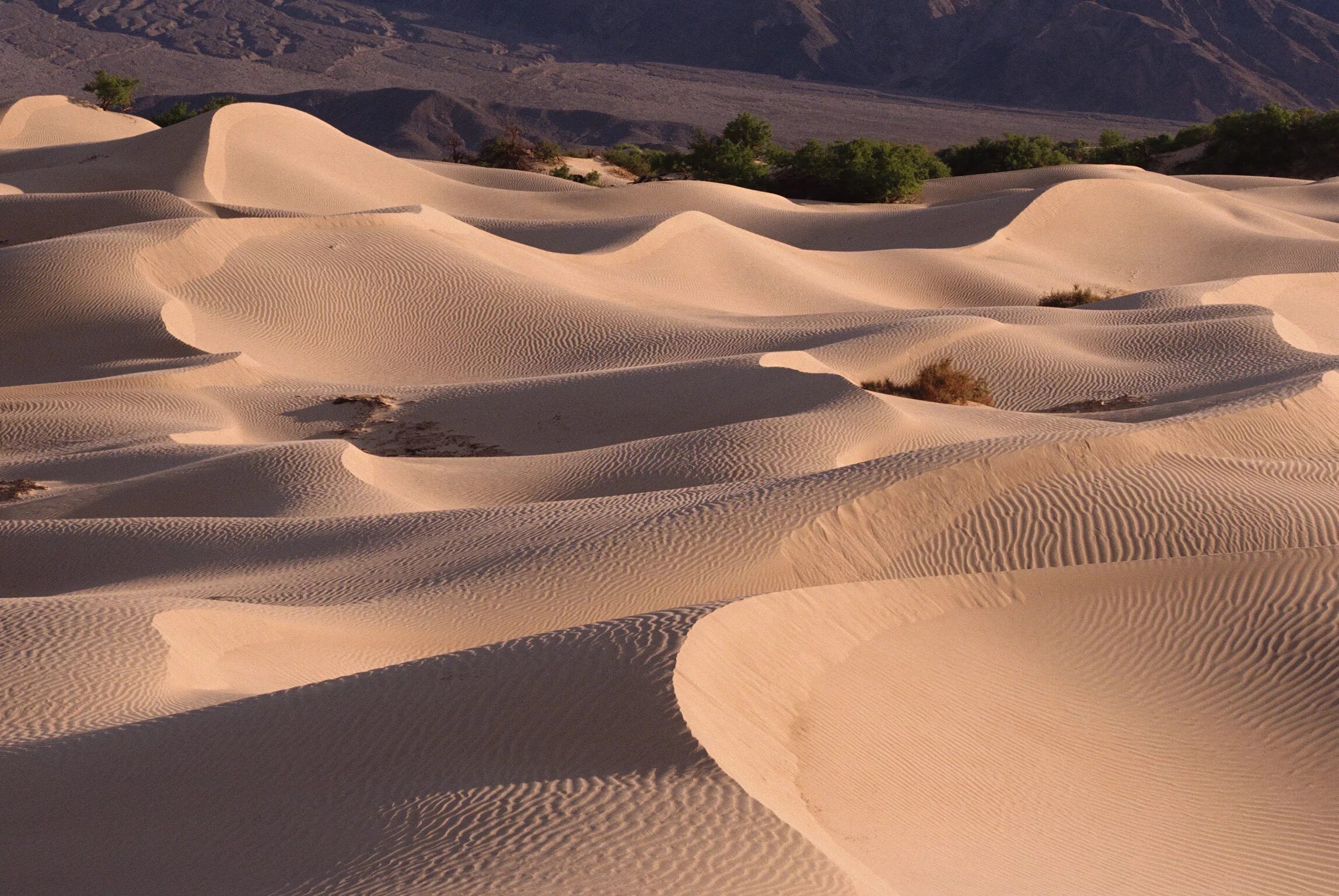 Белые дюны Сокотра. Дюны и Барханы. Дюны Барханы грядовые Пески. Сокотра Барханы. Неживая природа в пустыне