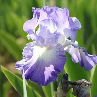 Bzigo iris