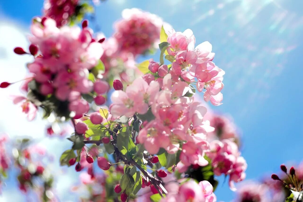 яблоня сибирская цветение.