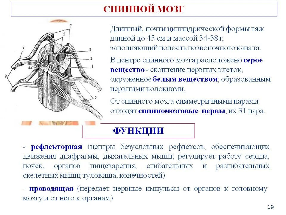 Спинной мозг его строение и функции. Спинной мозг отделы строение и функции. строение и функции спинного мозга кратко. структуры и функции отделов спинного мозга таблица. функции структур спинного мозга таблица.
