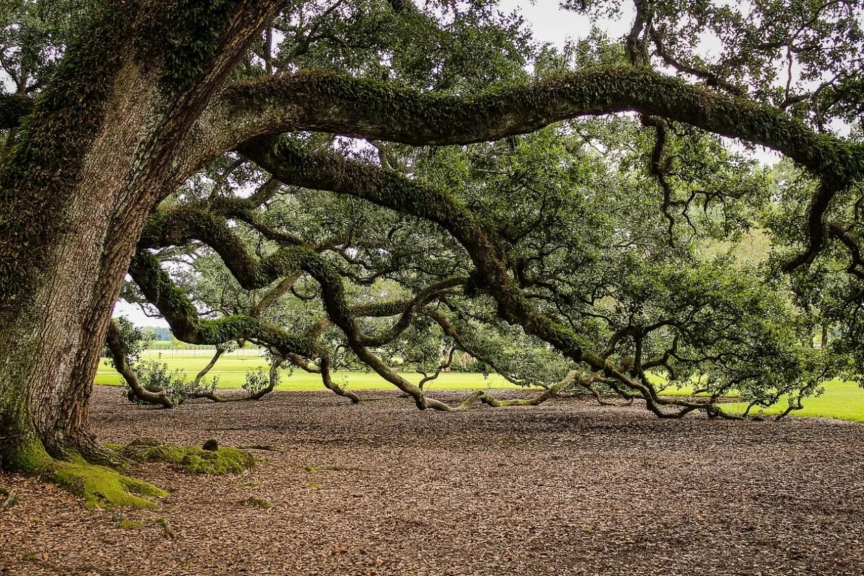 Деревья на которых можно сидеть. Oak Moka дерево. Дерево дуб Хадсон. Испанский Мосс деревья. Луизиана природа дубы.