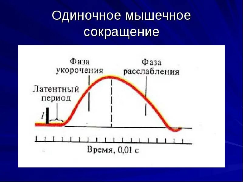 Фазы одиночного мышечного сокращения. График одиночного мышечного сокращения. Фазы одиночного сокращения мышцы. Периоды сокращения мышц. Фазы кривой одиночного мышечного сокращения.