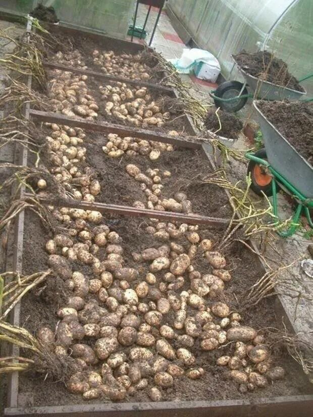 Как посадить картошку руками