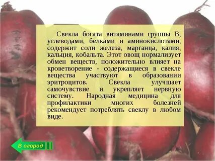 Свекла бжу