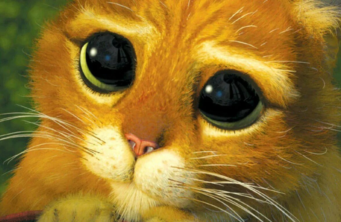 Кот Шрек. Глаза кота. Кот из Шрека. Кот из Шрека с большими глазами. Глазки шрека