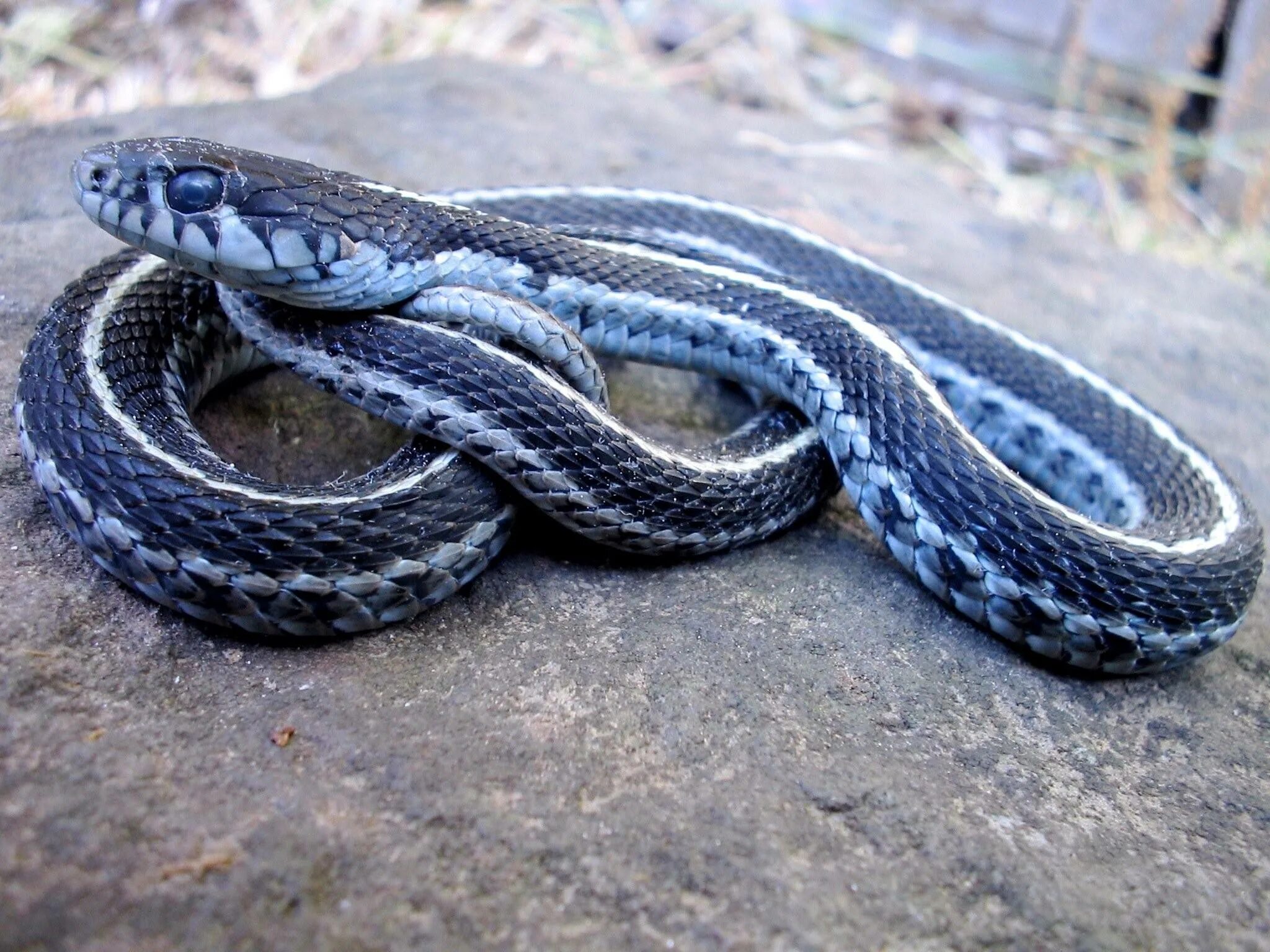 Калифорнийская подвязочная змея. Голубая подвязочная змея. Подвязочная змея черная. Варес – подвязочная змея.
