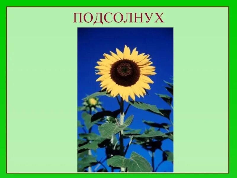 Кахетинский подсолнух. Описание подсолнуха. Стих про подсолнечник. Проект про подсолнух. Семейство астровые подсолнечник.