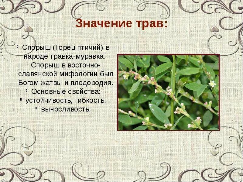 Поверье трав