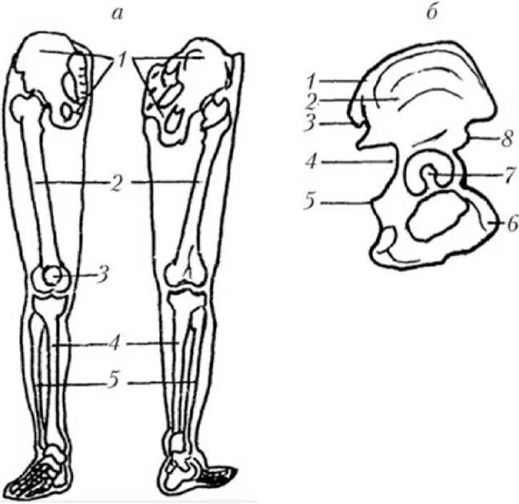 Три отдела ноги. Кости нижней конечности( кости таза и свободной нижней конечности). Кости скелета нижних конечностей человека. Скелет нижней конечности тазовая кость. Кости пояса нижних конечностей человека анатомия.