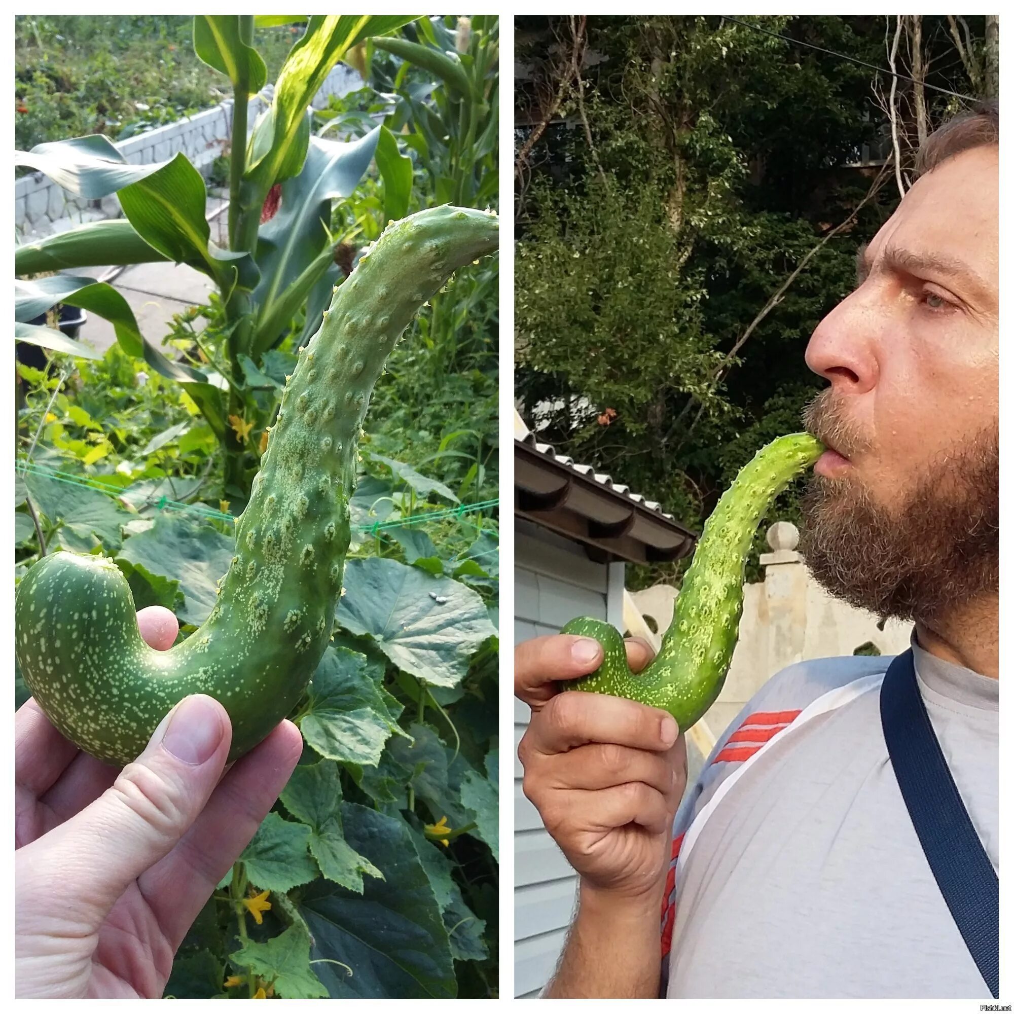 Созрел вопрос. Спелый огурец. Мужик с огурцом вопросом. Дед с огурцом в виде вопроса. Мужик с огурцом.