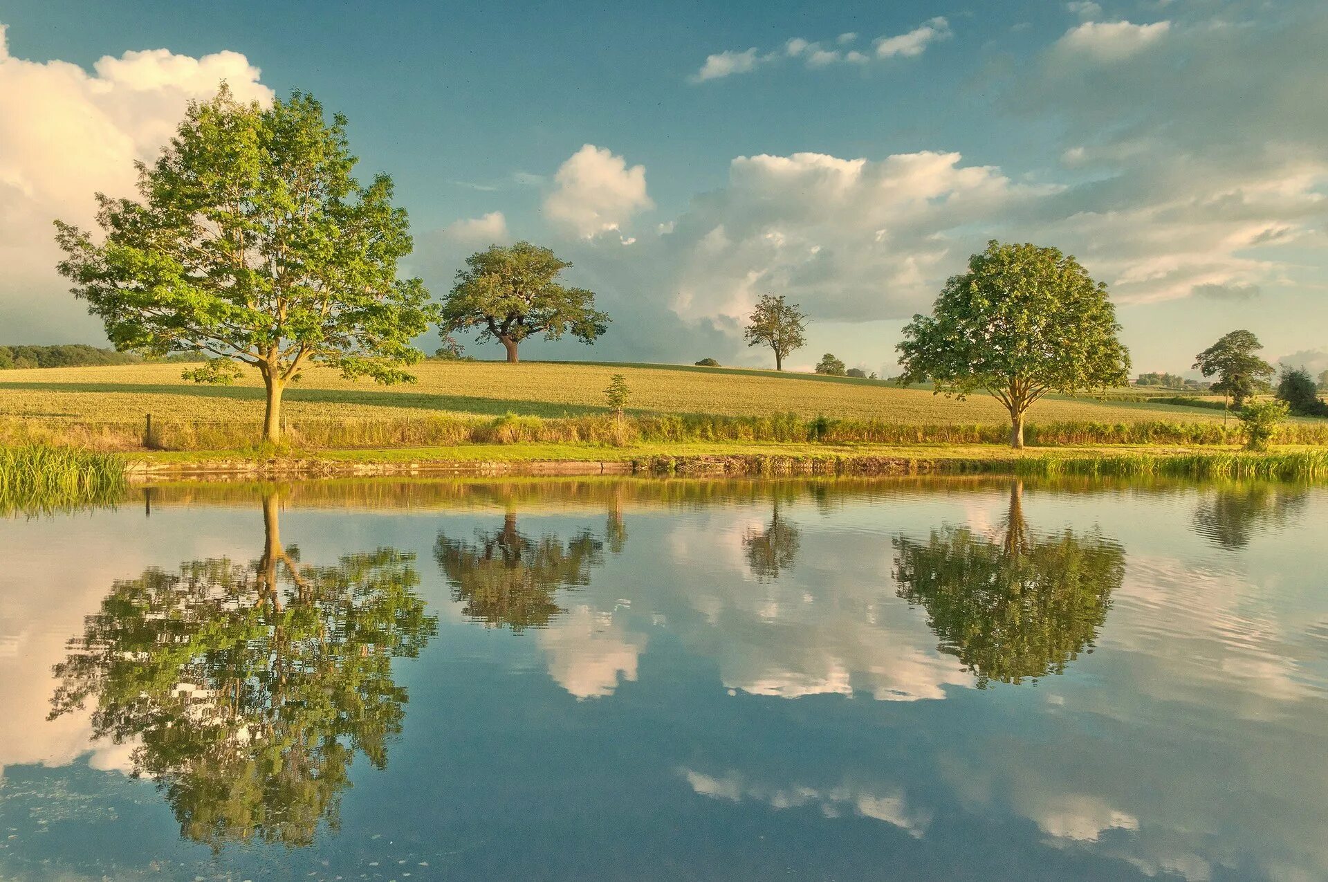 Дерево отражается в воде. Пейзаж. Природа река. Речной пейзаж. Пейзаж с отражением.