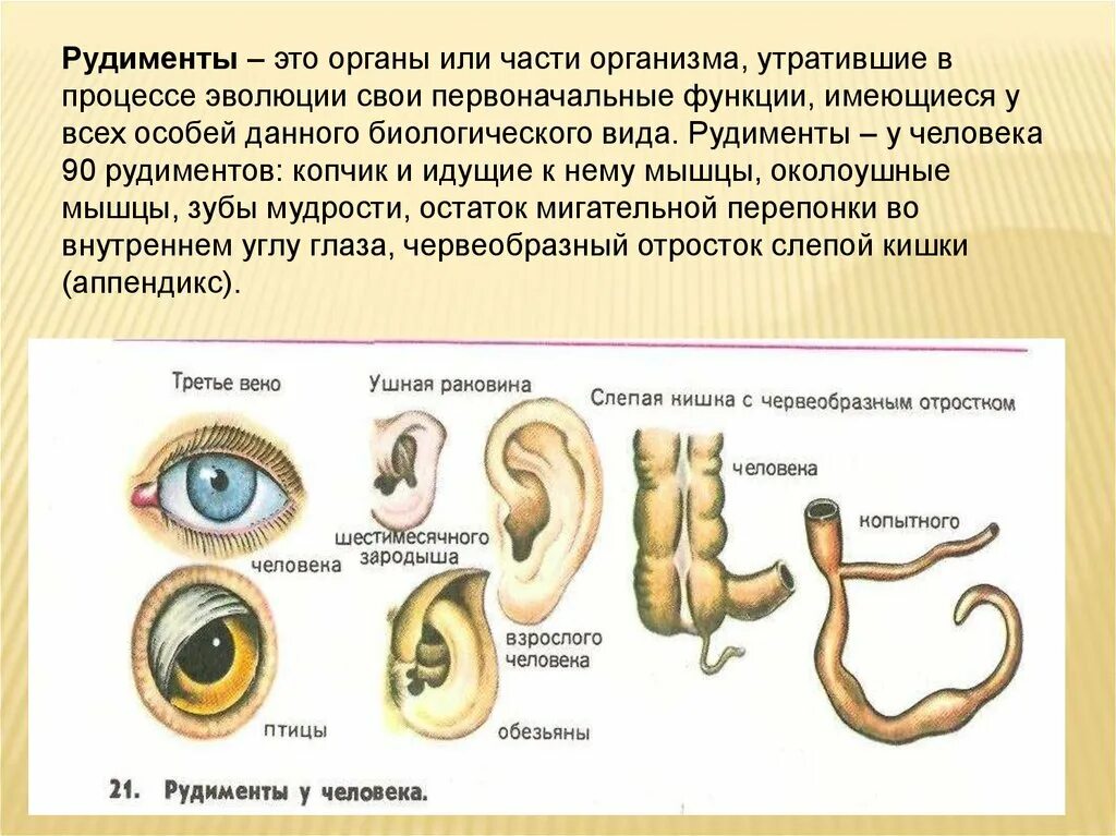 3 примеры рудиментов. Рудименты в организме человека. Органы рудименты у человека.