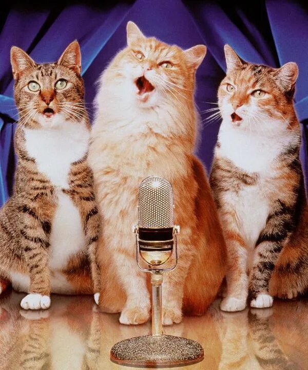 Поющие коты. Кошка поет. Кот с микрофоном. Пение котов.