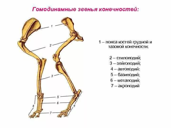 Скелет задних конечностей у млекопитающих. Анатомия собаки скелет конечностей. Стилопрдий зейгополий. Звенья скелета свободной грудной конечности. Анатомия костей конечности собаки.