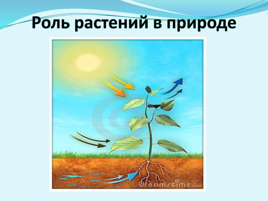 Какие значение имеют зеленые растения. Роль растений в природе 6 класс биология. Роль опмтений в природе. Коль растений в природе. Важность растений в природе.