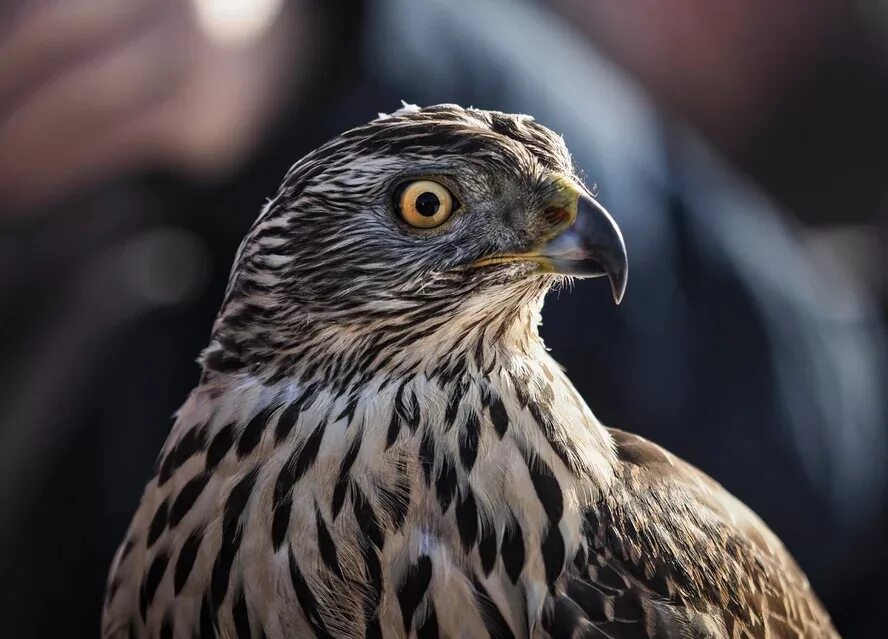 Маленький птенец сокола фото. Сапсан птица. Автору сокол. Падающий сокол. Автору сокол.